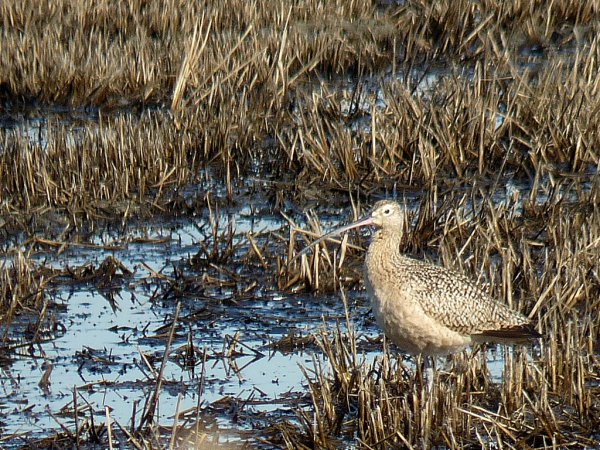 Photo (19): Long-billed Curlew