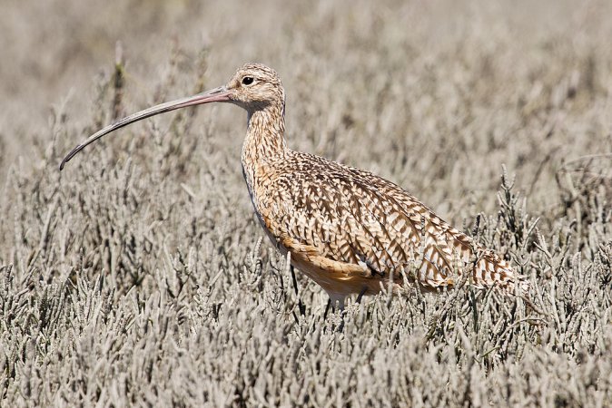 Photo (7): Long-billed Curlew