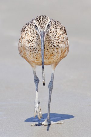 Photo (8): Long-billed Curlew