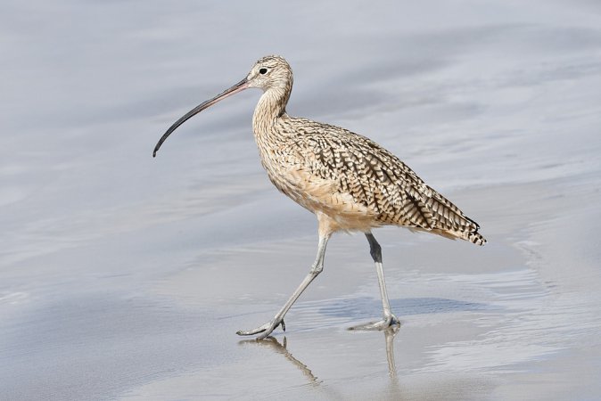 Photo (1): Long-billed Curlew