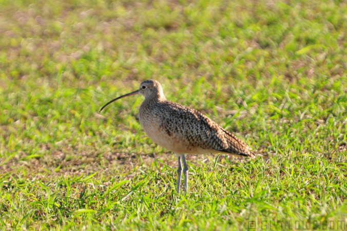Photo (24): Long-billed Curlew