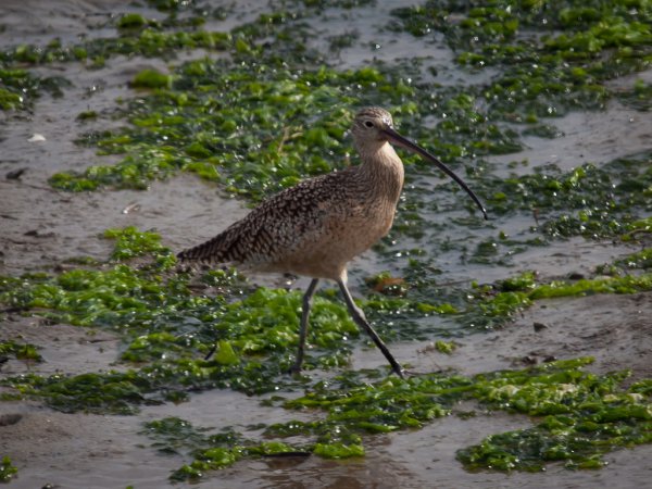 Photo (20): Long-billed Curlew