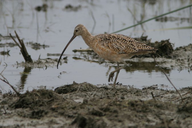 Photo (10): Long-billed Curlew