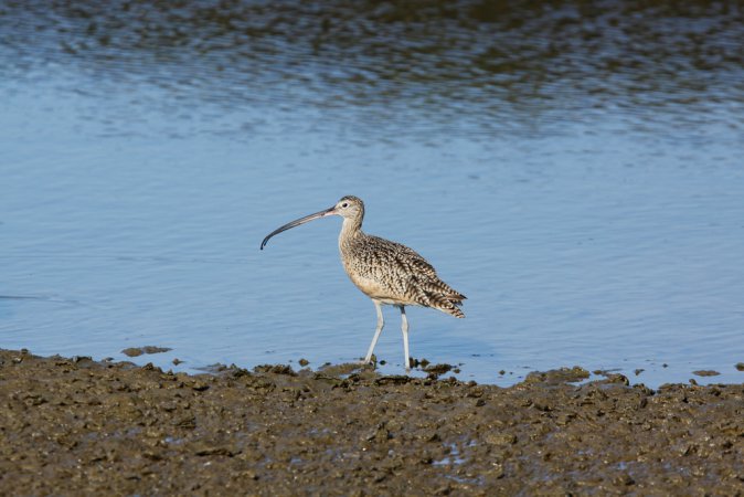 Photo (16): Long-billed Curlew