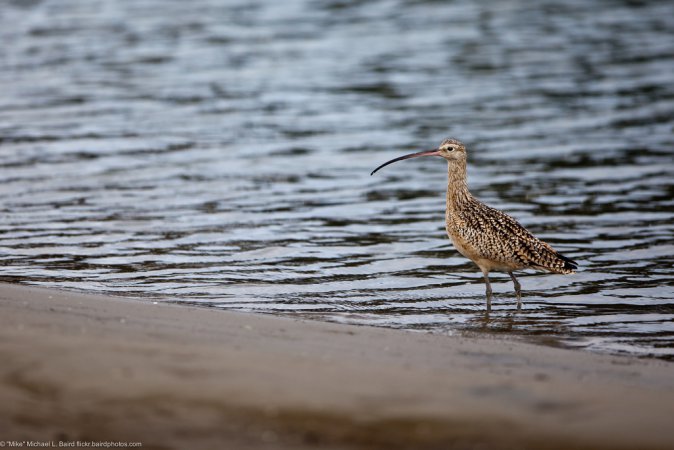Photo (11): Long-billed Curlew