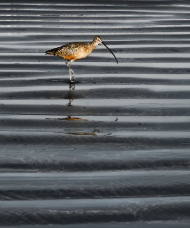 Photo (5): Long-billed Curlew