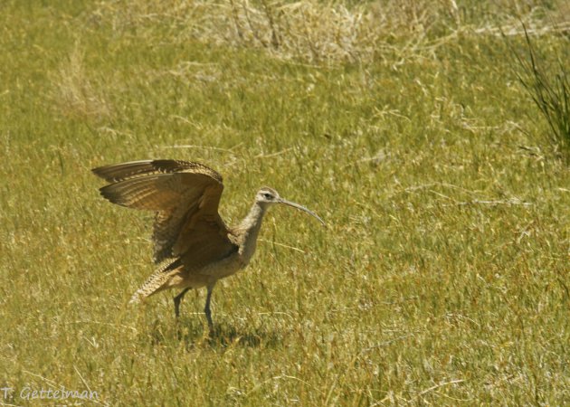 Photo (17): Long-billed Curlew