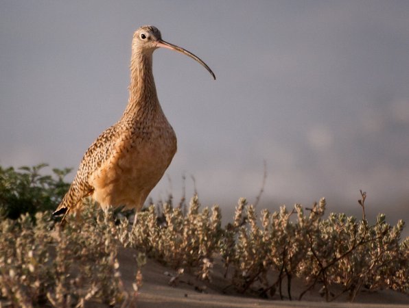 Photo (4): Long-billed Curlew
