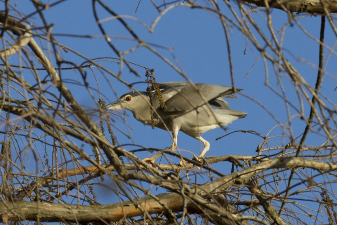 Photo (18): Black-crowned Night-Heron