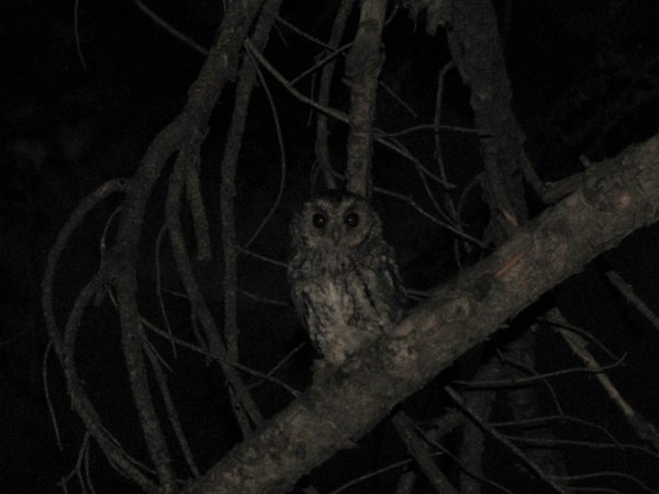 Photo (5): Flammulated Owl