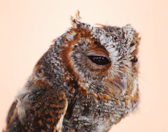 Photo (2): Flammulated Owl