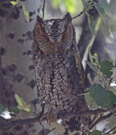 Photo (6): Flammulated Owl
