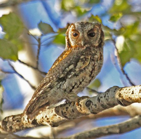 Photo (3): Flammulated Owl