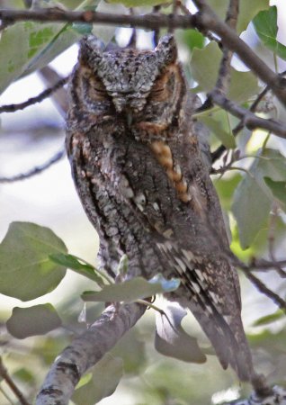 Photo (4): Flammulated Owl