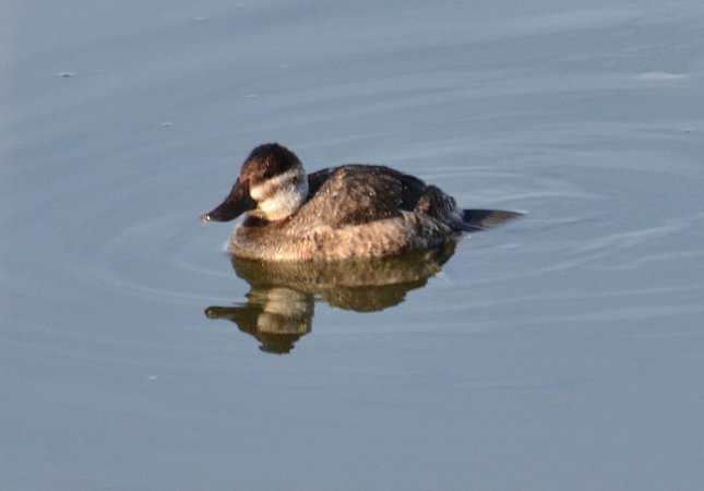 Photo (24): Ruddy Duck