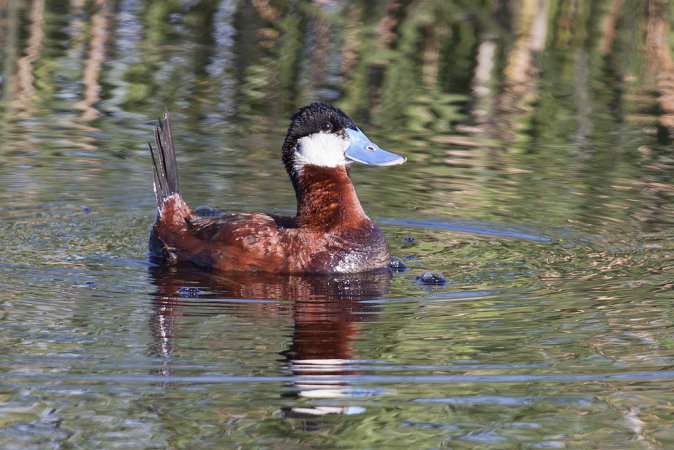 Photo (21): Ruddy Duck