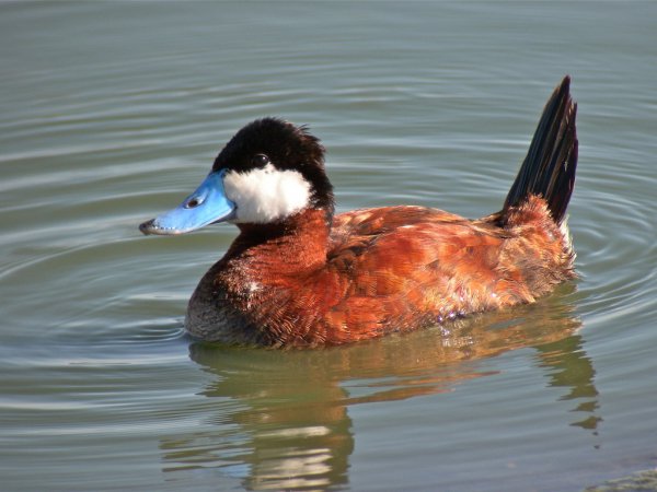 Photo (19): Ruddy Duck