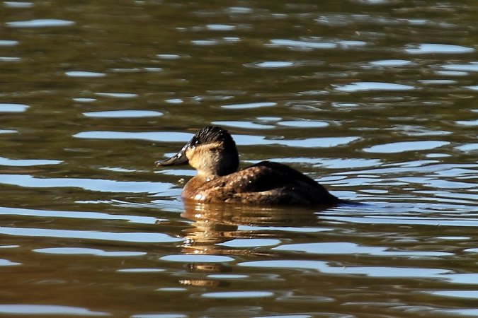 Photo (20): Ruddy Duck