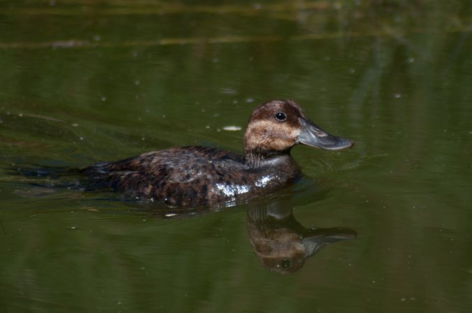 Photo (16): Ruddy Duck