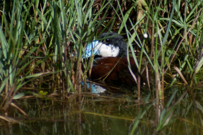 Photo (15): Ruddy Duck
