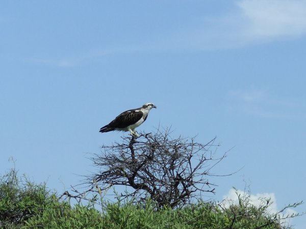 Photo (18): Osprey