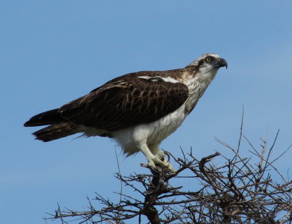 Photo (2): Osprey