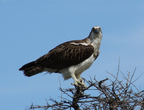 Photo (13): Osprey