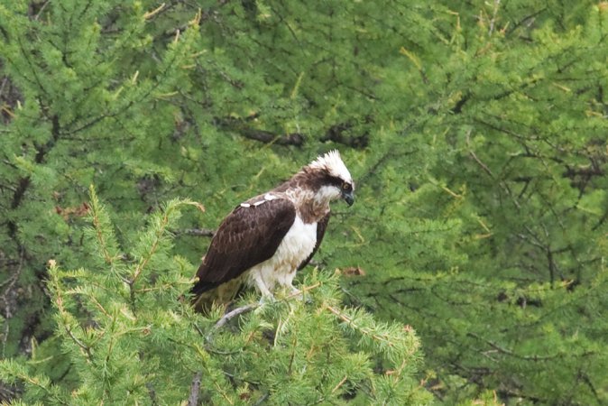 Photo (16): Osprey