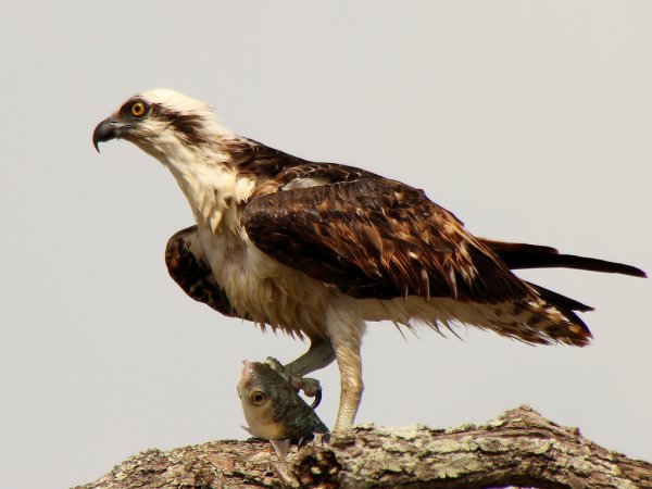 Photo (1): Osprey