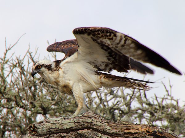 Photo (8): Osprey
