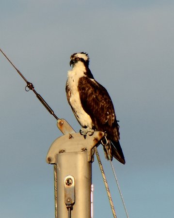 Photo (19): Osprey