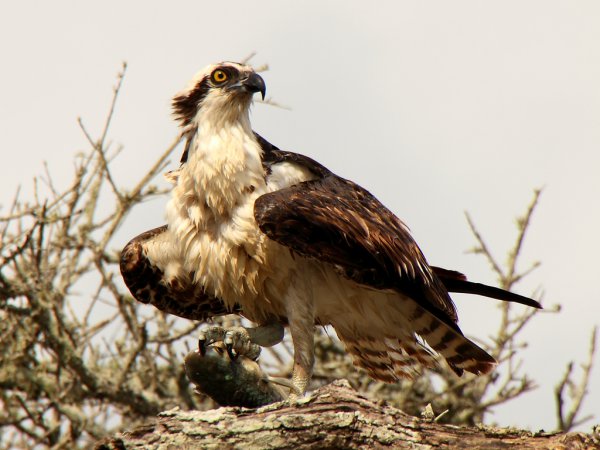 Photo (10): Osprey