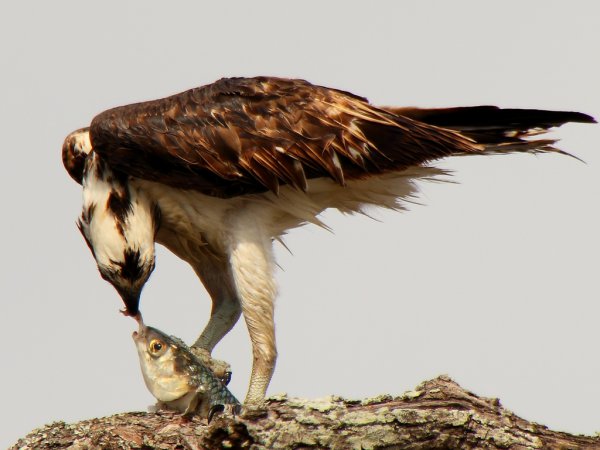 Photo (7): Osprey