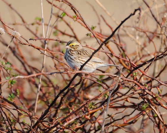 Photo (11): Savannah Sparrow