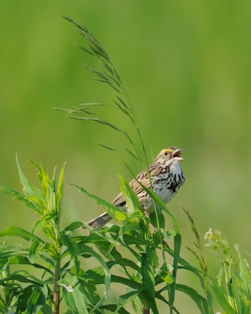 Photo (13): Savannah Sparrow