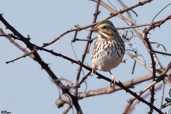 Photo (4): Savannah Sparrow