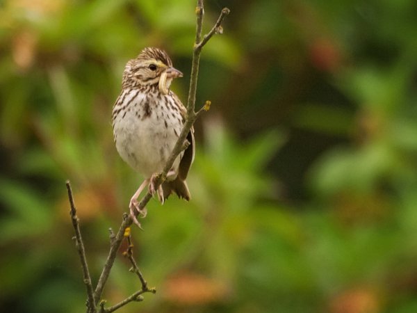 Photo (15): Savannah Sparrow