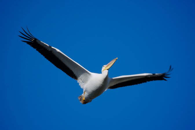 Photo (11): American White Pelican