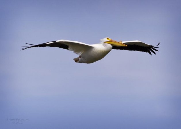 Photo (3): American White Pelican