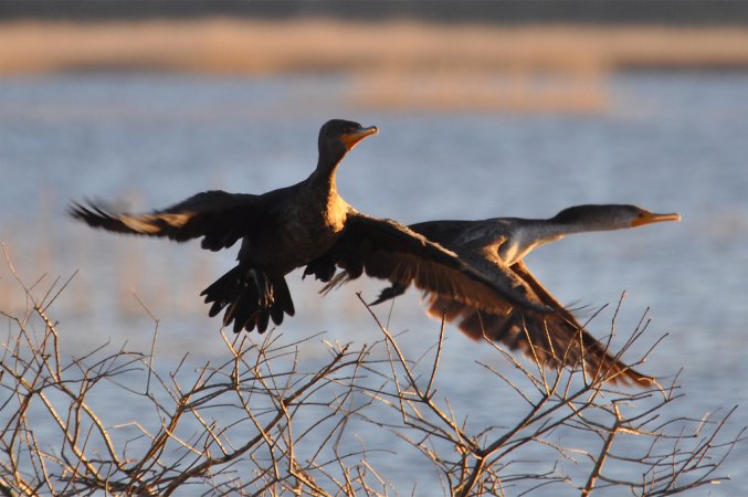 Photo (18): Double-crested Cormorant