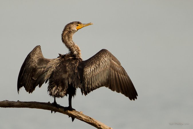 Photo (5): Double-crested Cormorant
