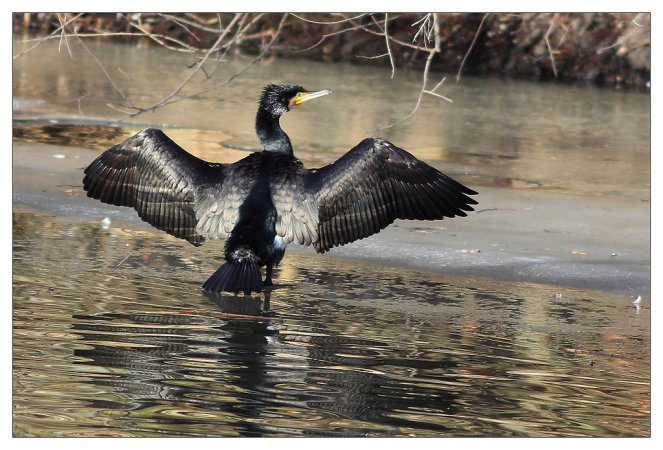 Photo (3): Great Cormorant