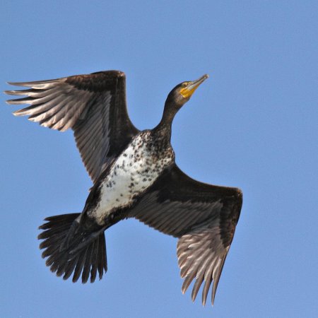 Photo (14): Great Cormorant