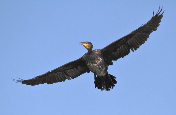 Photo (15): Great Cormorant