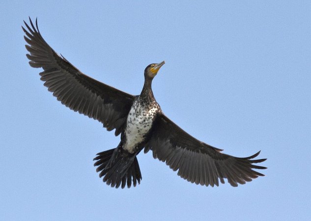 Photo (16): Great Cormorant