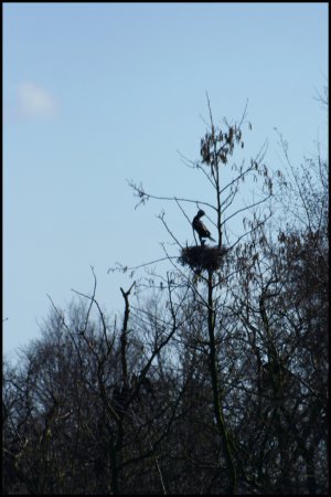 Photo (13): Great Cormorant