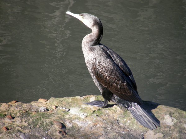 Photo (18): Great Cormorant