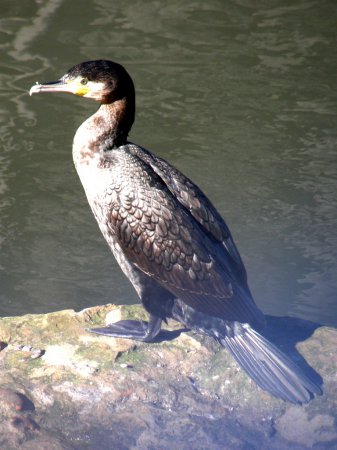 Photo (17): Great Cormorant