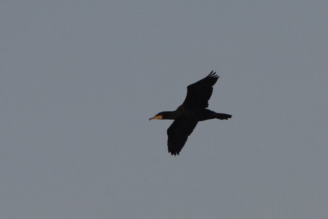 Photo (11): Great Cormorant
