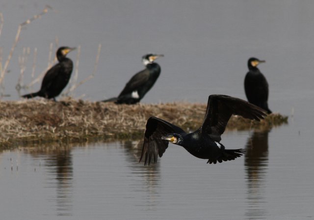 Photo (1): Great Cormorant